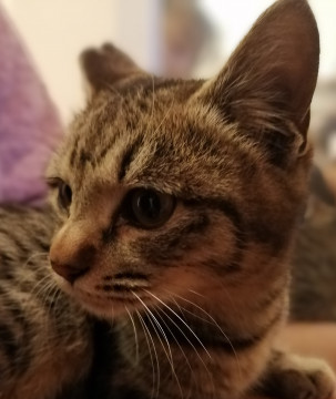 子供抱っこ可☆ころっとした美猫