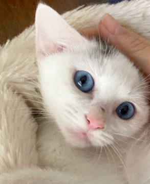 神秘的！ブルーアイの白猫王子1ヶ月半