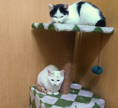 可愛い子猫 姉妹さくら猫