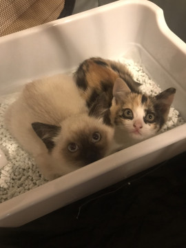 アイシャドウかな?かわいい三毛猫ちゃん