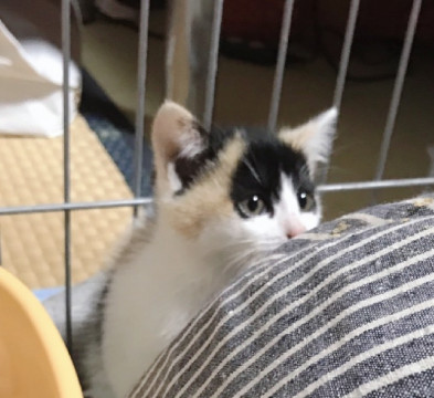 手のひらで寝てしまう三毛猫ちゃん