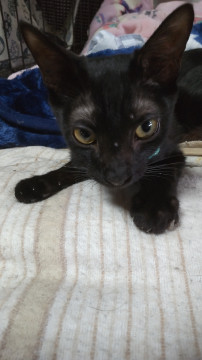 甘えん坊さんの黒猫