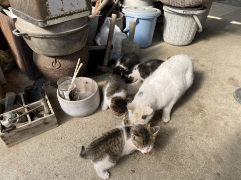 可愛い4兄妹