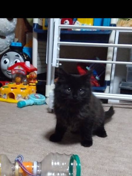 長毛の黒猫２ヶ月