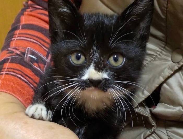 グレーちゃん Mywsalas Com Pe