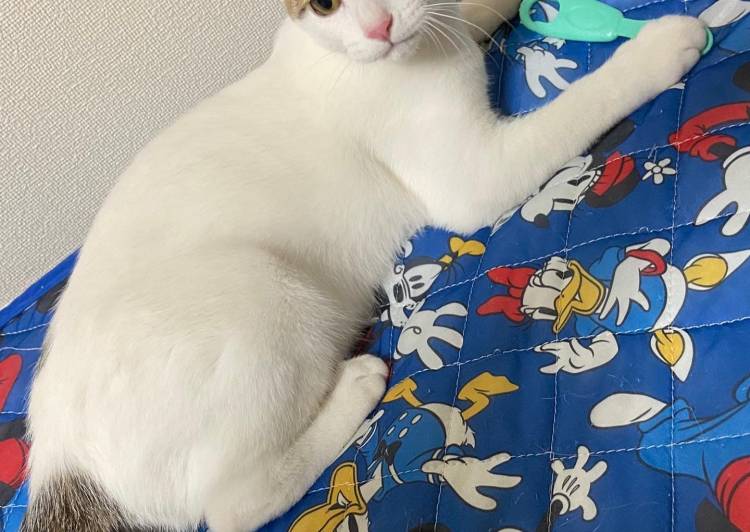 広島県の猫の里親募集 福山市 ネコジルシ