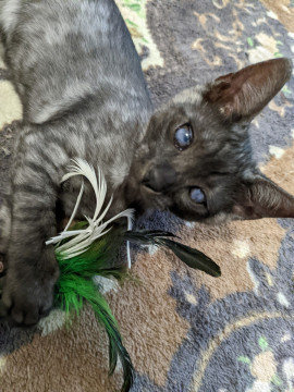 珍しい黒トラ柄の可愛い子猫ちゃん