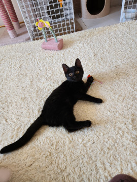 とっても甘えん坊な黒猫ちゃん