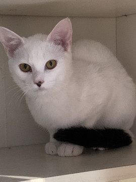 キレイなほぼ白猫ニゴウくん♂６か月