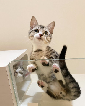 アメショ風の5ヶ月の男の子