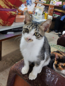 やんちゃなサバシロ子猫