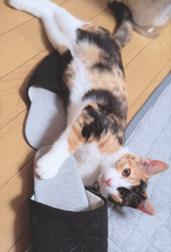 控えめに言って激カワ…おっとり三毛ちゃん