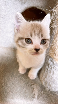 脚長マンチカンの1か月子猫♡