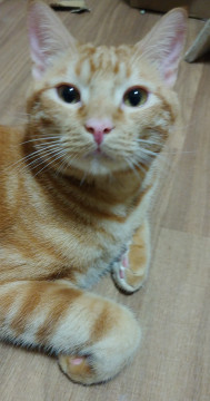 アメショー風な甘えん坊な猫さん