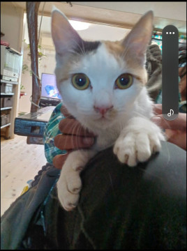 かわいい三毛猫女の子