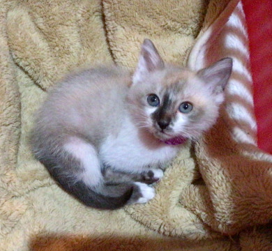 かわいいシャム風兄弟