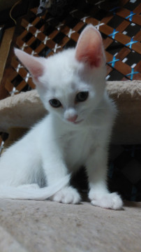ブルーアイの真っ白な子猫