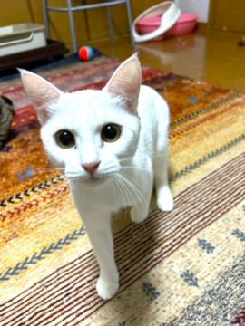 小柄で可愛い顔です♥「ブロンちゃん」