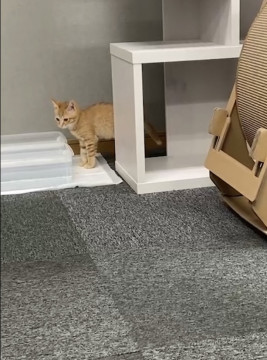 可愛い子猫たち