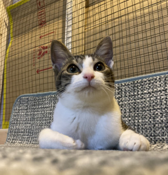 甘えん坊キジ白ちゃん