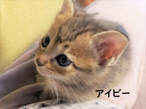 可愛いキジトラ♡トライアル決定