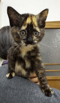 目力あふれるサビ猫ちゃん