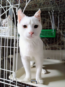 えんか☆3歳以上