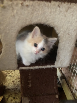 模様の色が クリーミーで美人長毛三毛猫ち