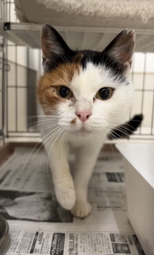 丸顔美人の三毛猫ちゃん♪