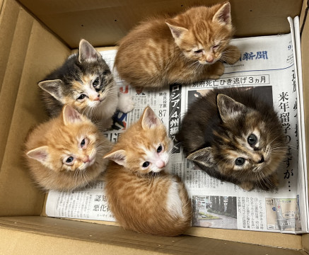 可愛い子猫たちです