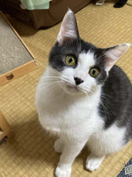 性格が可愛い甘えん坊のざくろ❗️