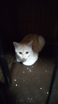 変わった色の子猫ちやん