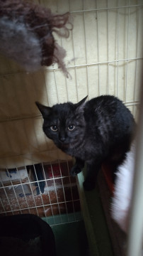 変わった色の黒猫ちやん