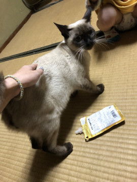 マイアミーズMIX
