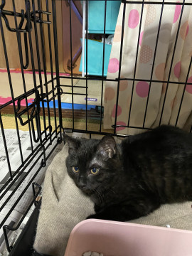 再募集!やんちゃボーイの黒猫ちゃん