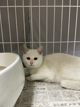 真っ白ねこちゃん②