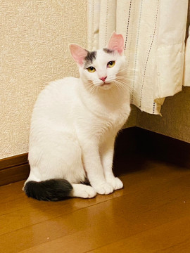 グレー白のハチワレ★サラちゃん
