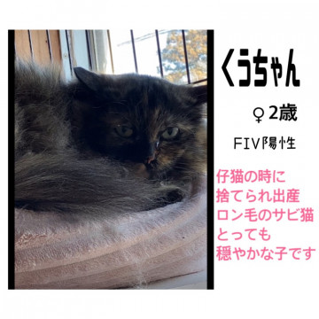 ロン毛の綺麗なサビ猫さん