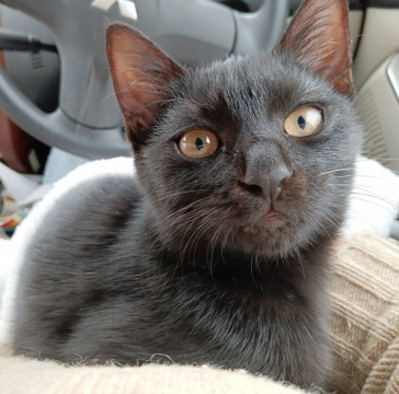 甘えん坊、賢く穏やかな黒猫の男の子猫