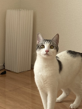 マンチカン君を迎え入れて頂けませんか?