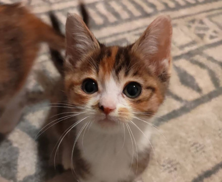 ほわほわまん丸なキジ三毛ちゃん