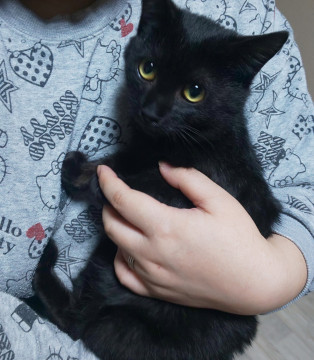黒猫見るとママと間違えるポチ