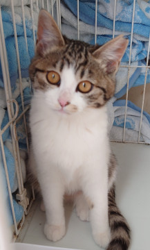 お姉さんタイプの仔猫