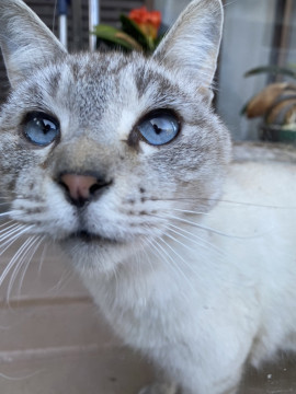 抱っこ好き♡目がブルーな男の子！