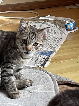 保護猫