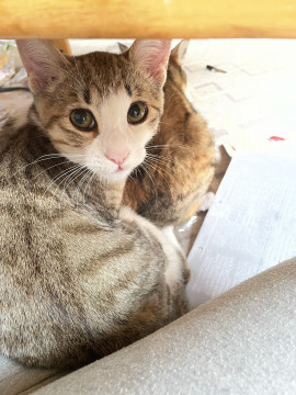 保護猫
