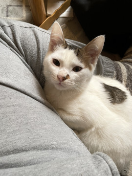 保護猫