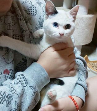 珍しい!白三毛オッドアイ