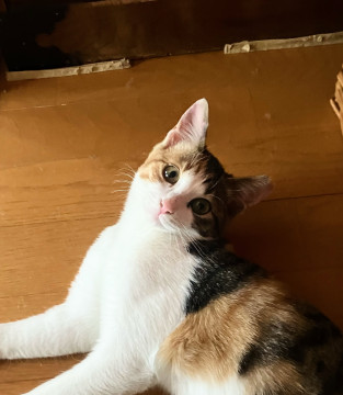 美猫三毛猫ちゃん