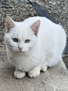 真っ白の猫ちゃんの里親募集